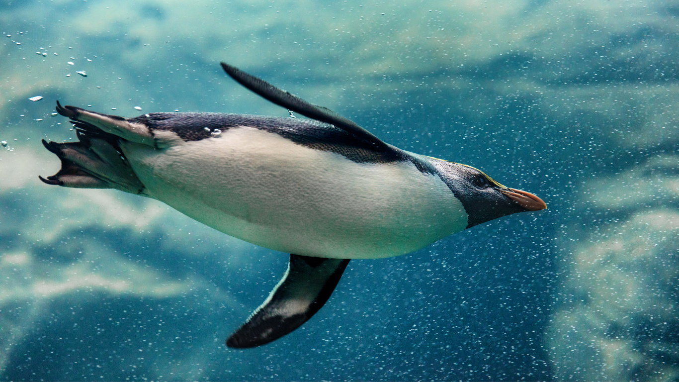 Commercial Aquatic Exhibit