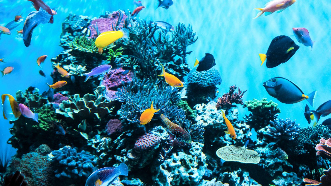 Public Aquaria Display