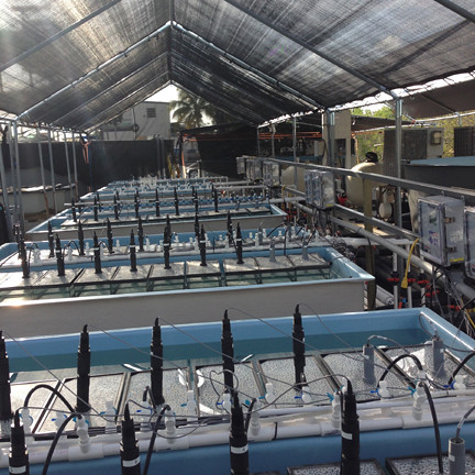 Mote Marine Tropical Research Laboratory 4