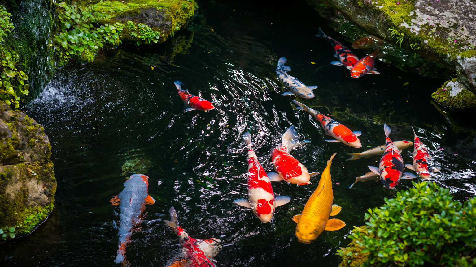 IAS Commercial Ponds & Water Features Systems