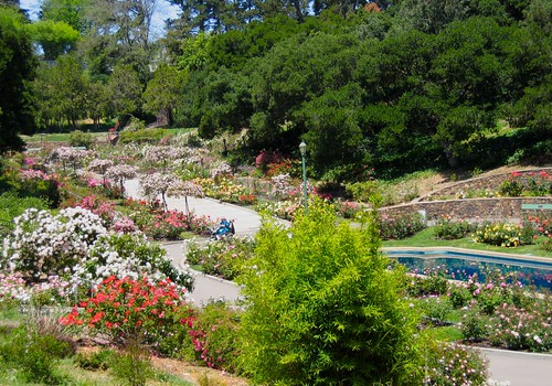 Oakland’s Morcom Rose Garden 1