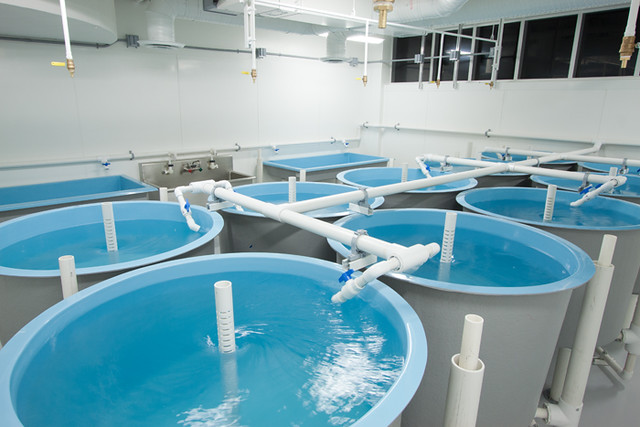 UBC Aquatic research 1