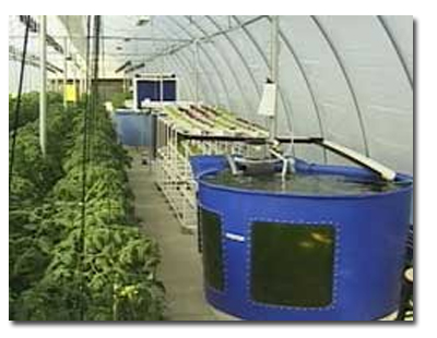 Aquaponics the Next Big Thing