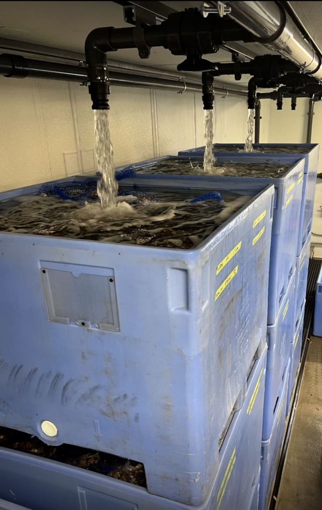 Hog Island Oyster Farm 3 Hog Island Oyster Farm 3