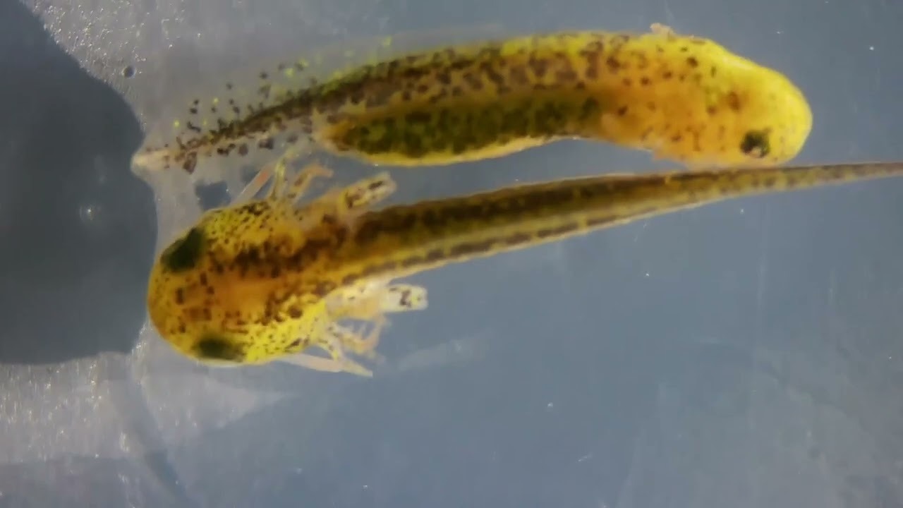 Mazama Newt Hatching
