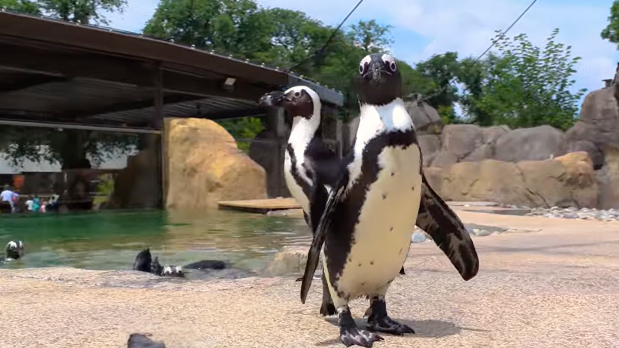 Franklin Park Zoo African Penguin Coast Exhibit