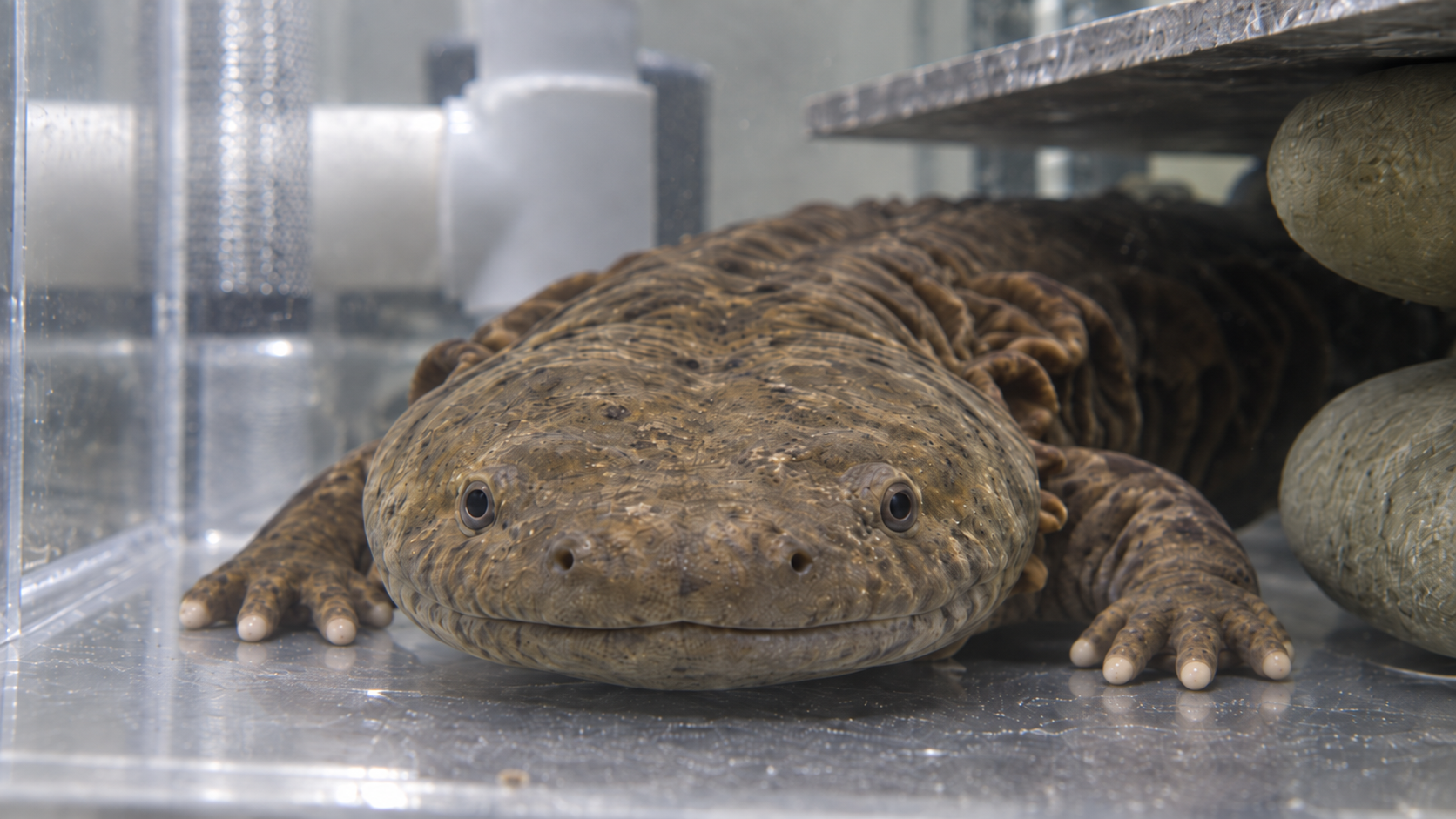 Hellbender Salamander